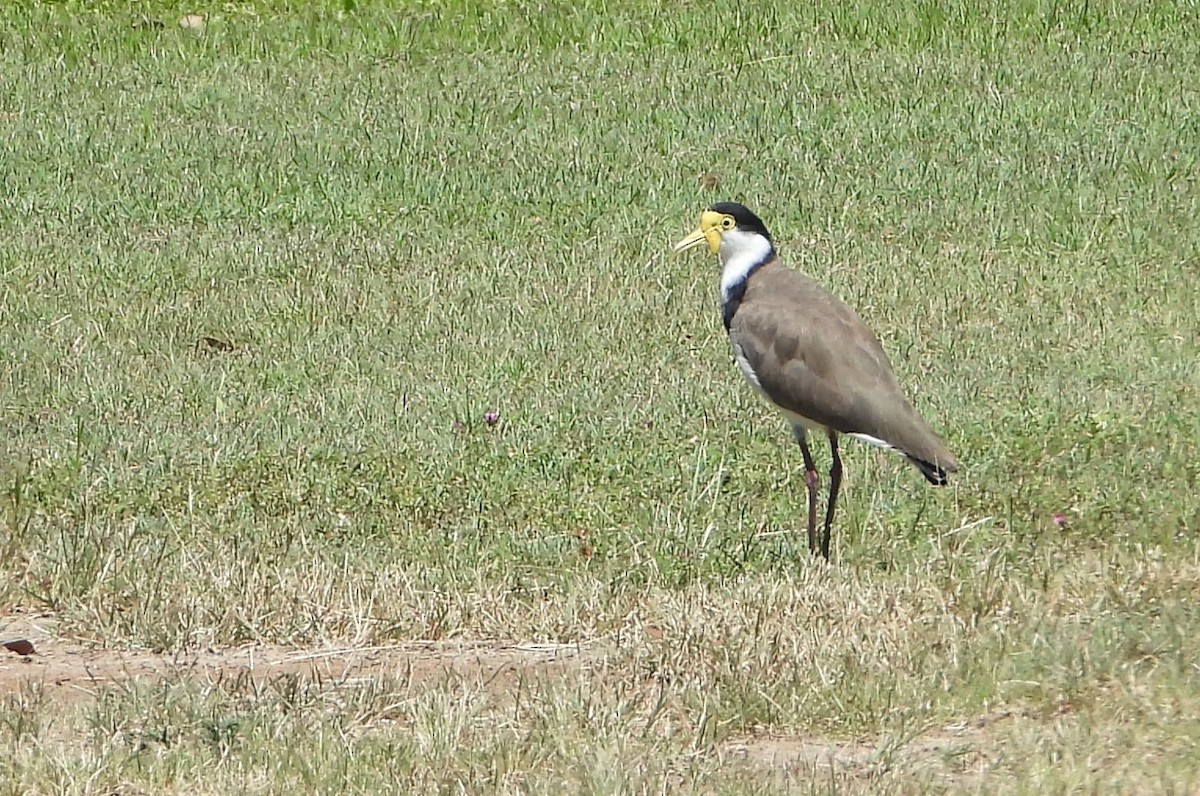 Avefría Militar - ML646430203