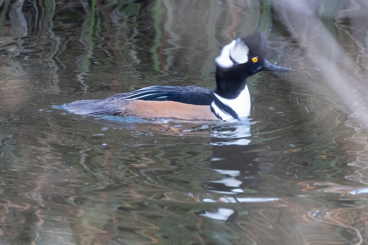 מרגון מקושט - ML646430204