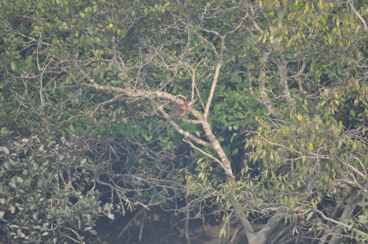 Brown-winged Kingfisher - ML646430205