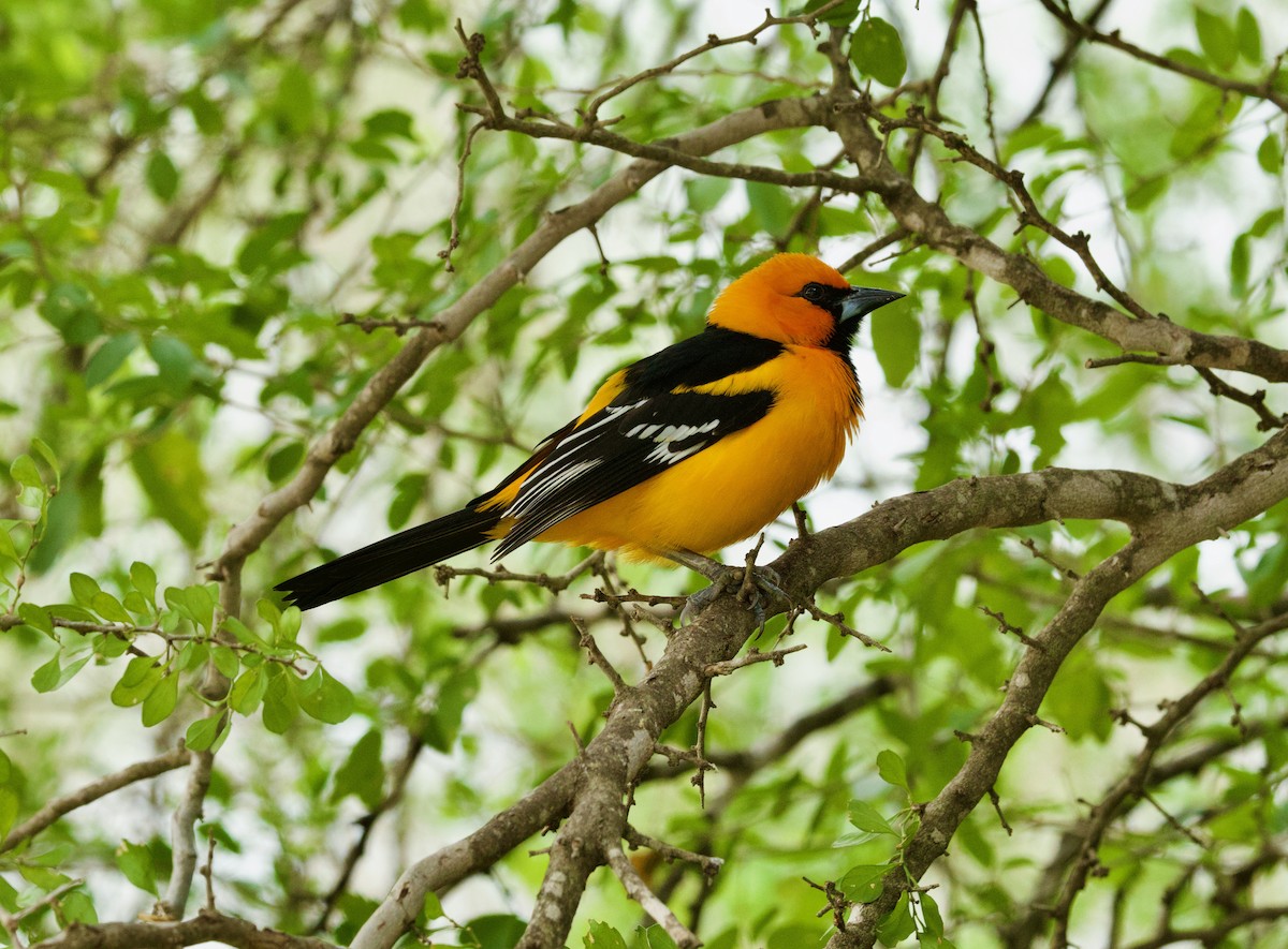 Altamira Oriole - ML646430208