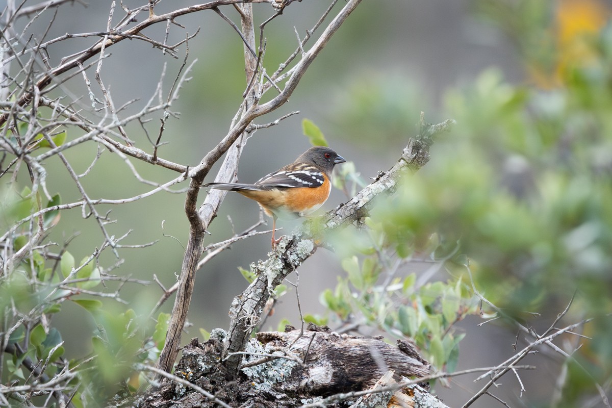 Spotted Towhee - ML646430209