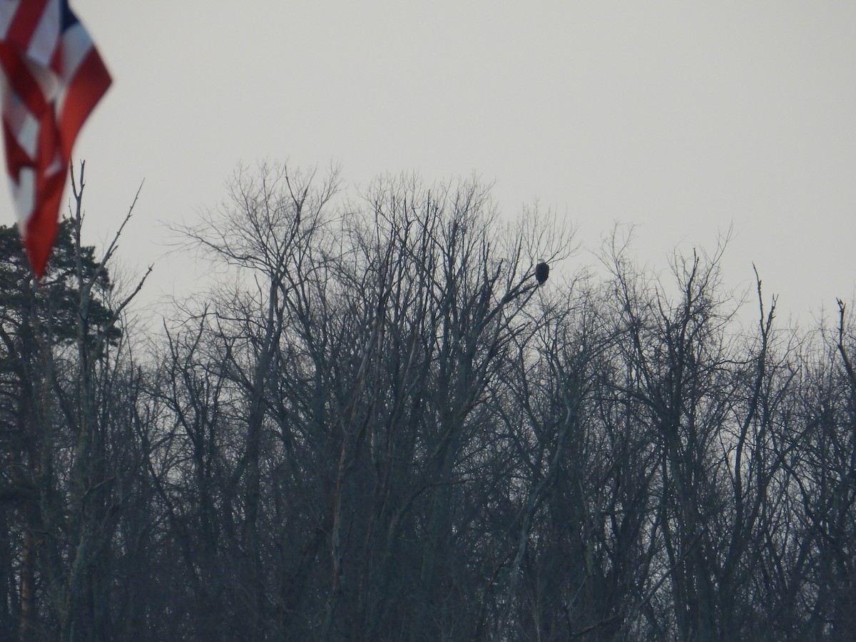 Bald Eagle - ML646430211