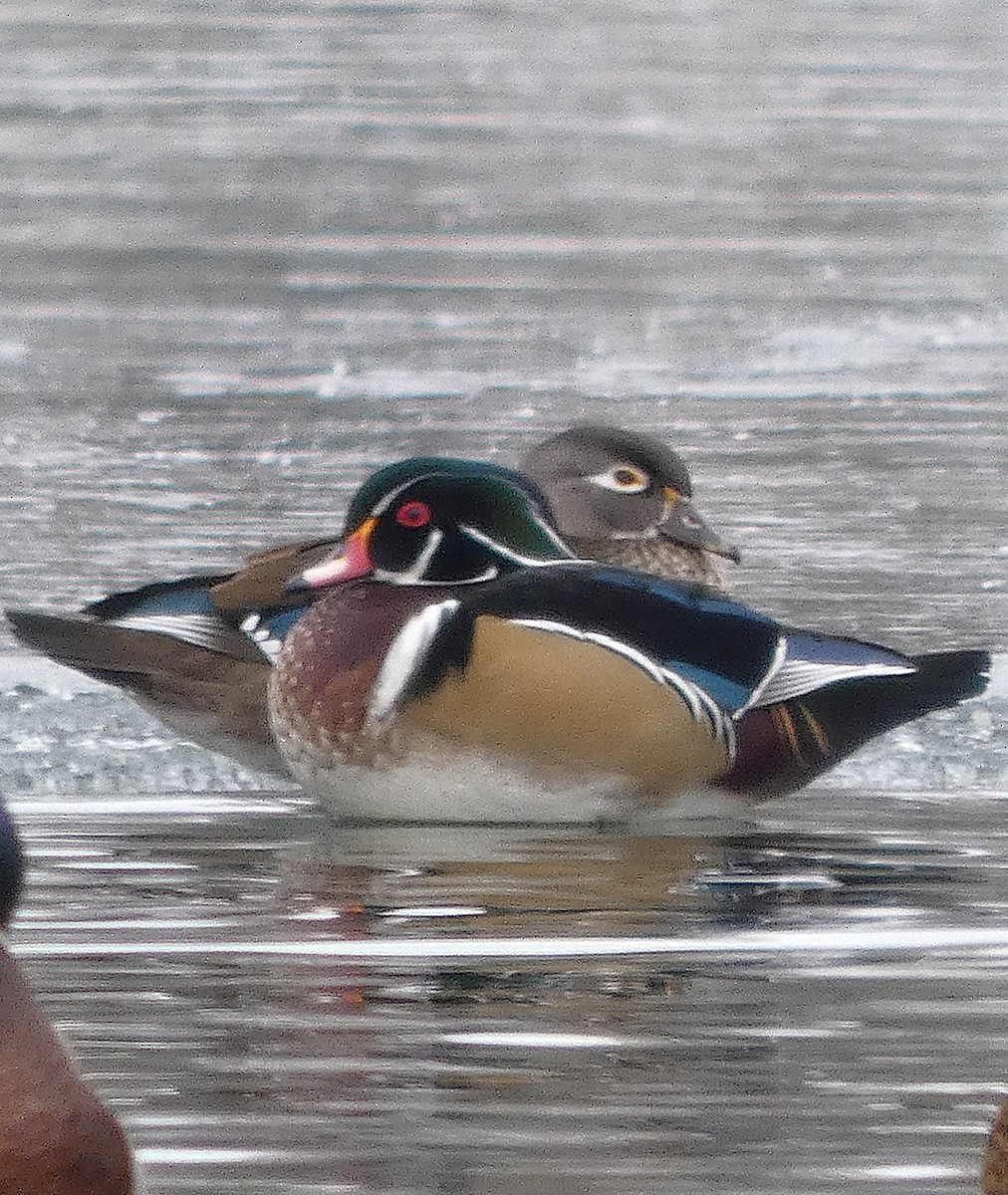 アメリカオシ - ML646430212