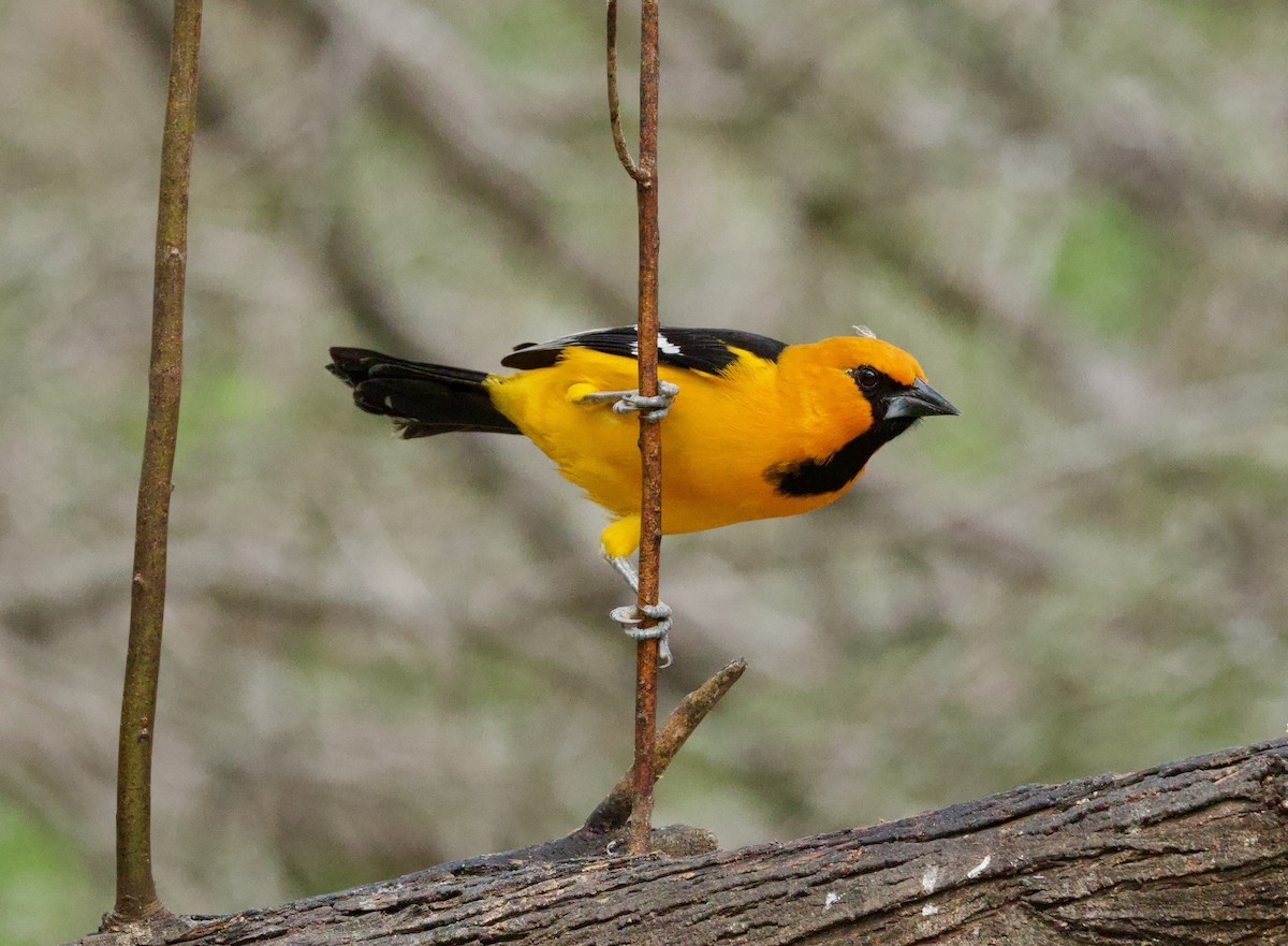 Altamira Oriole - ML646430218