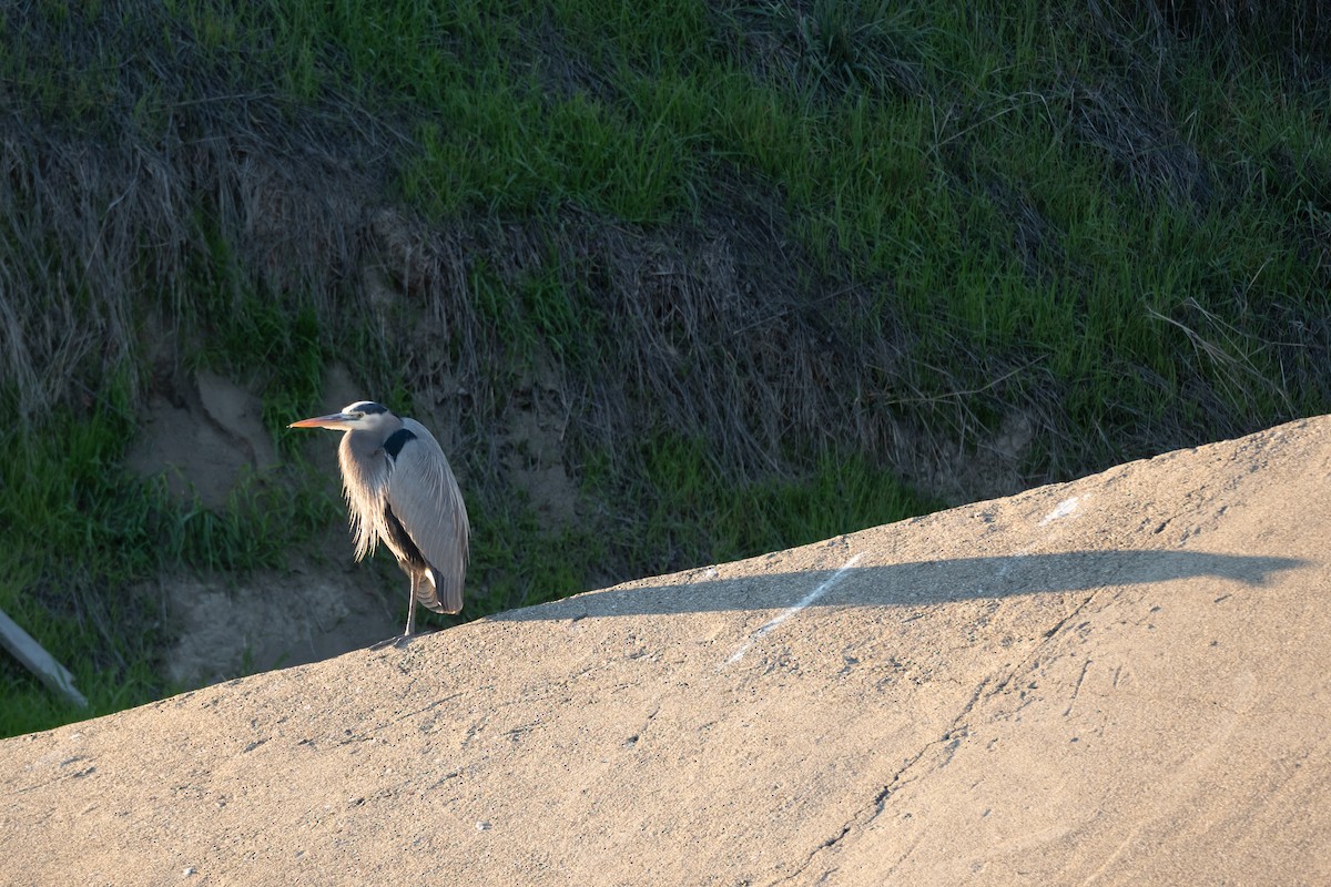 אנפה אמריקנית - ML646430219
