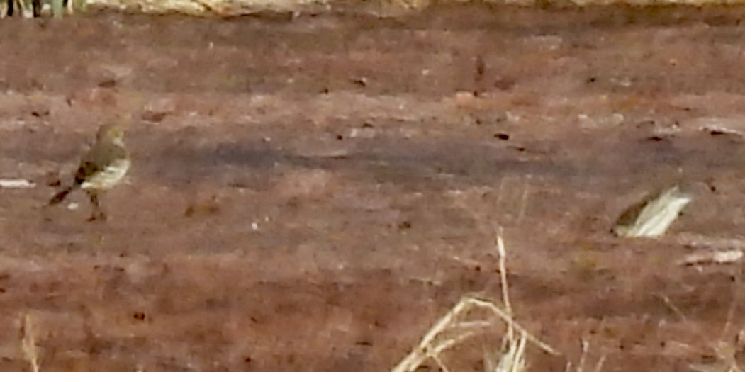 Amerika İncirkuşu - ML646430220