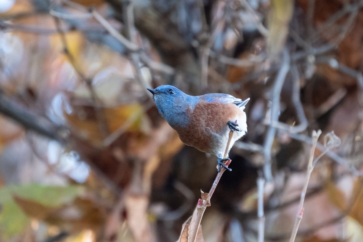 Western Bluebird - ML646430224
