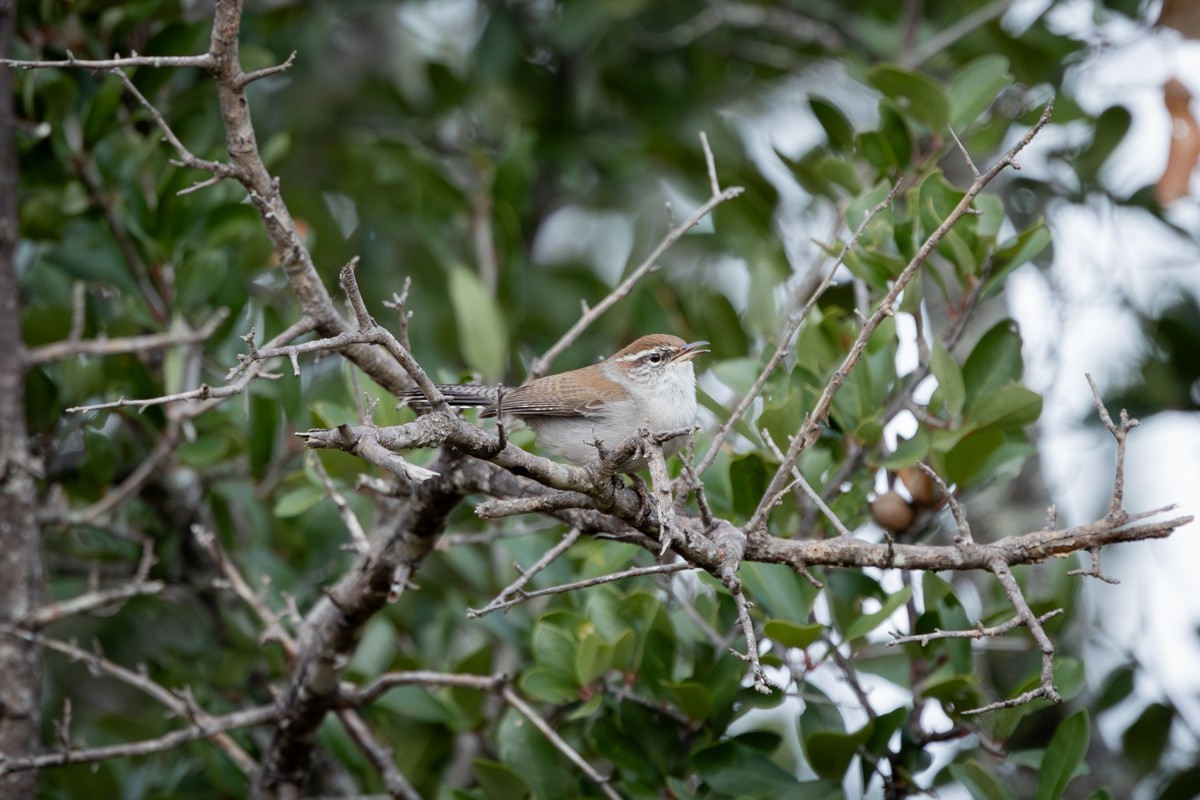Bewick's Wren - ML646430228