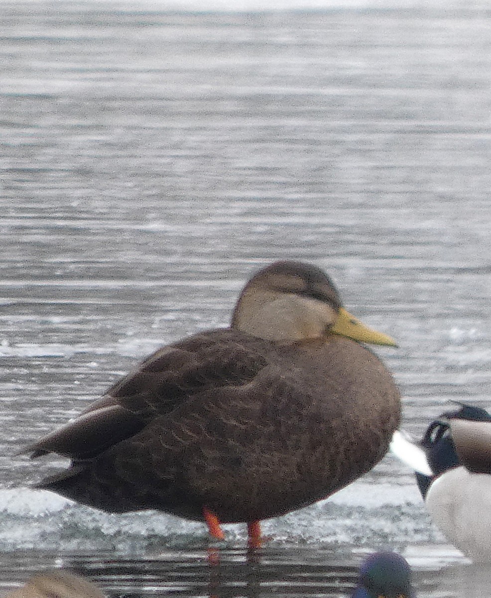 アメリカガモ - ML646430229