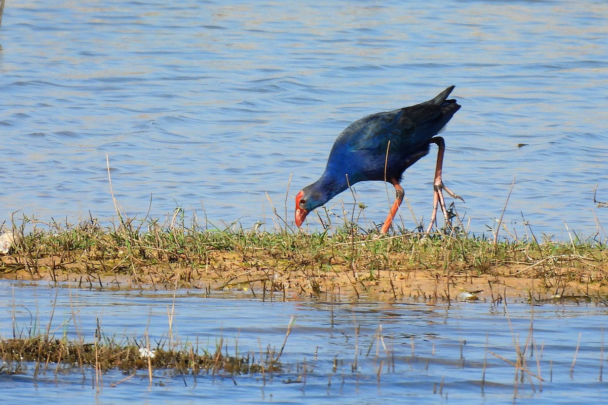 Uroilo urdin burugrisa - ML646430232