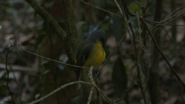 Eastern Yellow Robin - ML646430233