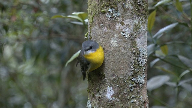 Eastern Yellow Robin - ML646430234