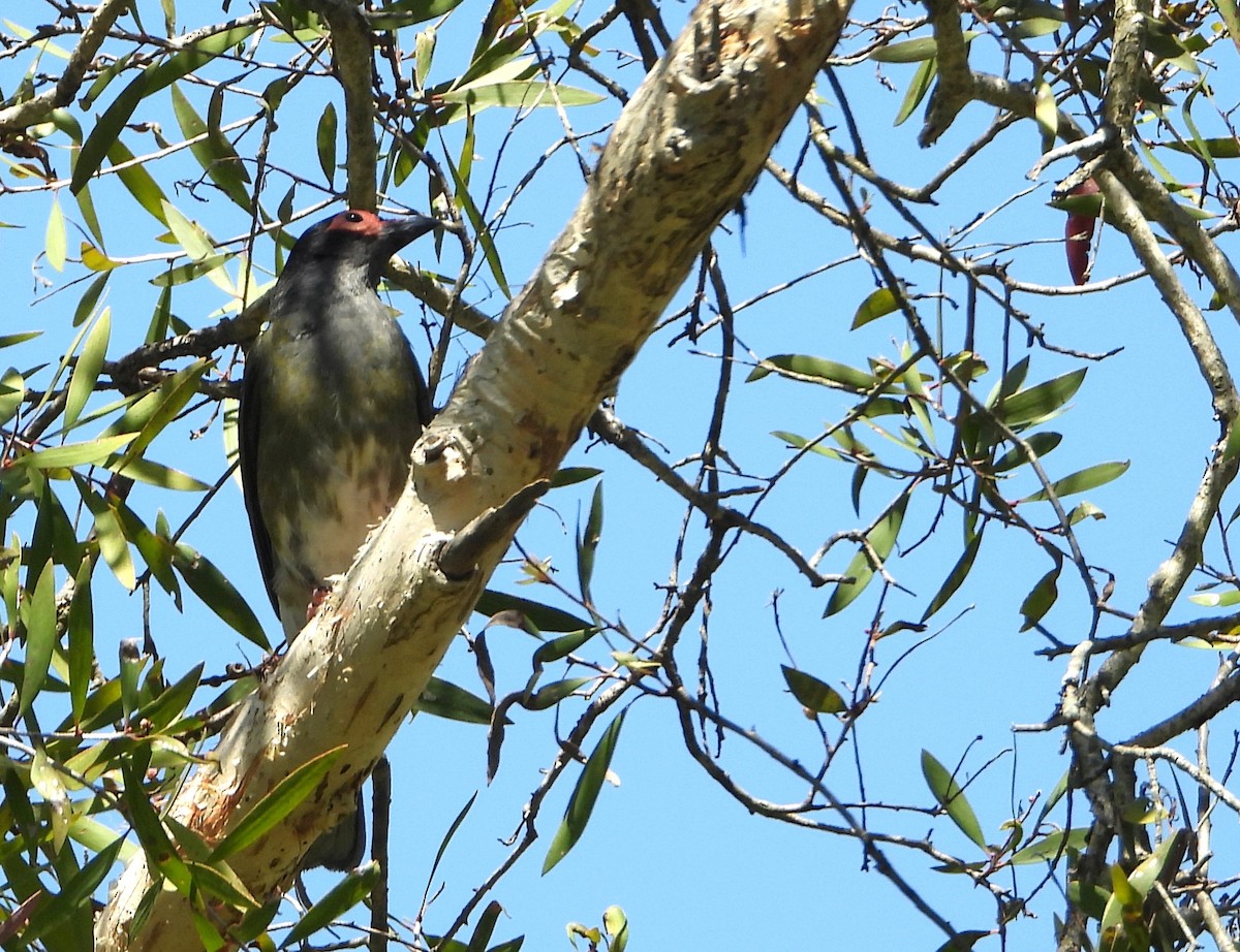 Australasian Figbird - ML646430235