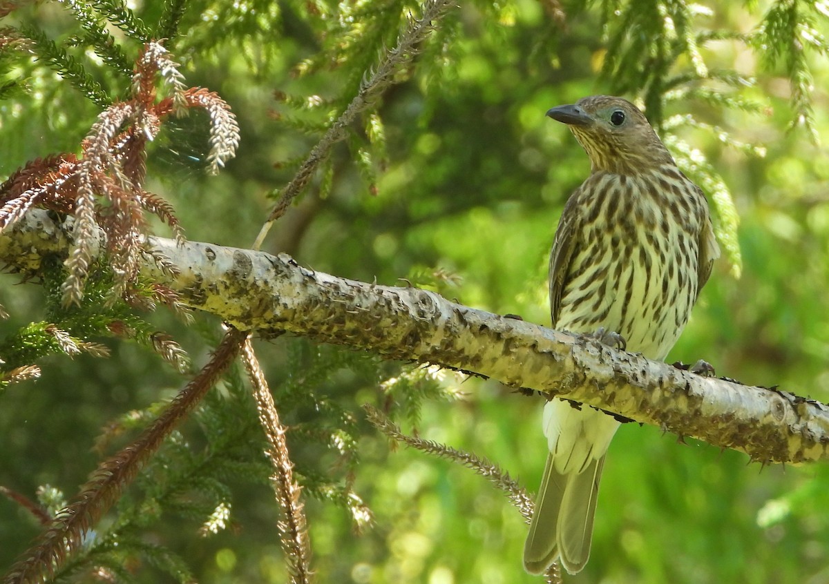 Australasian Figbird - ML646430236