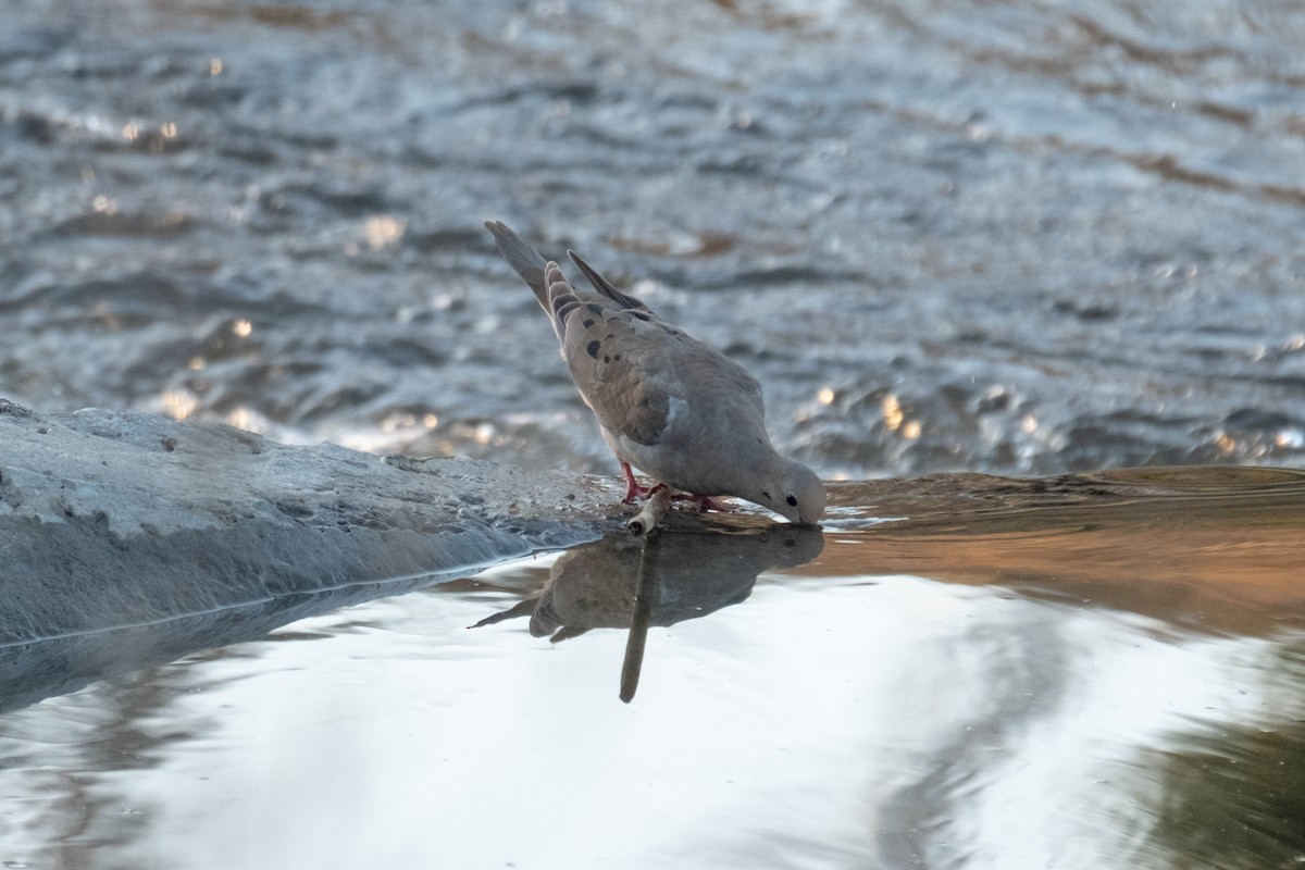 תורית אמריקנית - ML646430238
