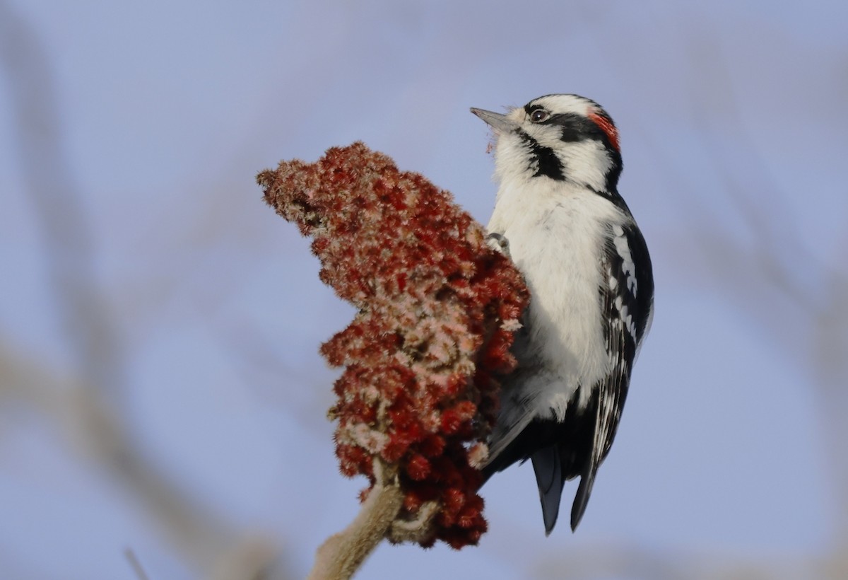 Downy Woodpecker - ML646430239