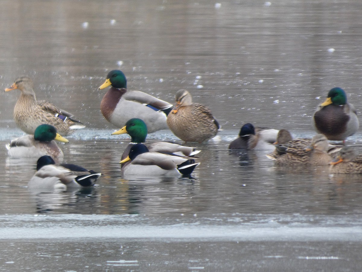 マガモ - ML646430240