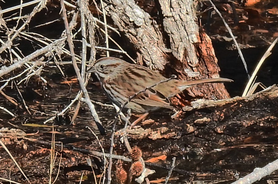 Ötücü Serçe - ML646430243