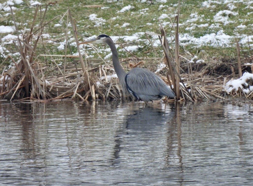 Большая голубая цапля - ML646430244