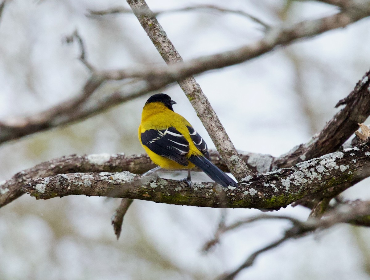 Audubon's Oriole - ML646430245