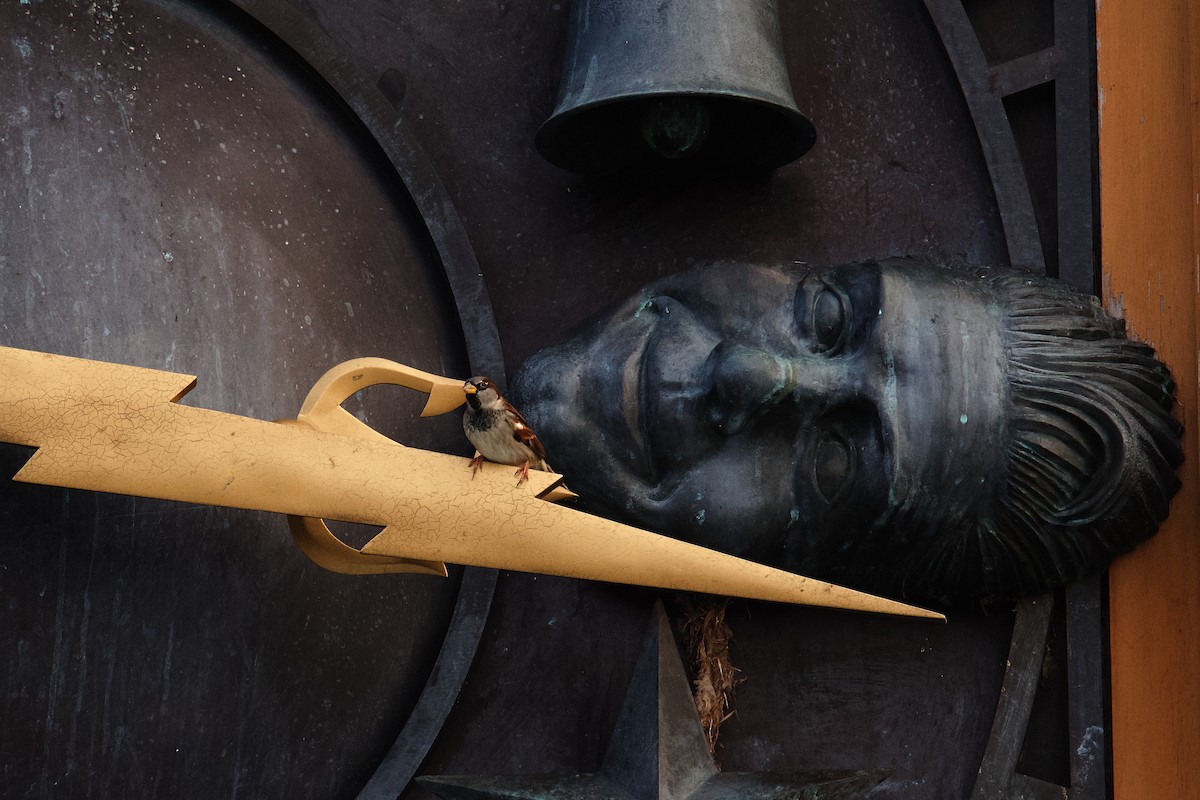 House Sparrow - ML646430247