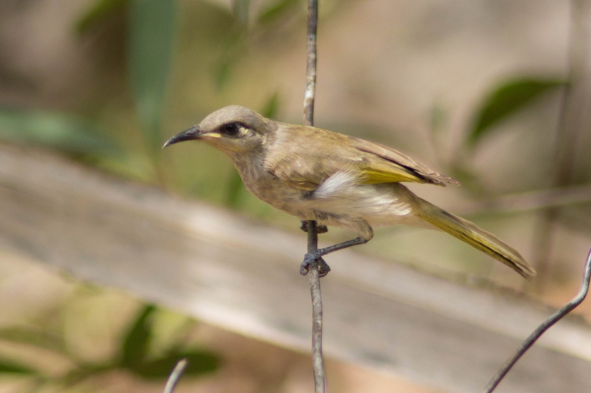 Brown Honeyeater - ML646430248