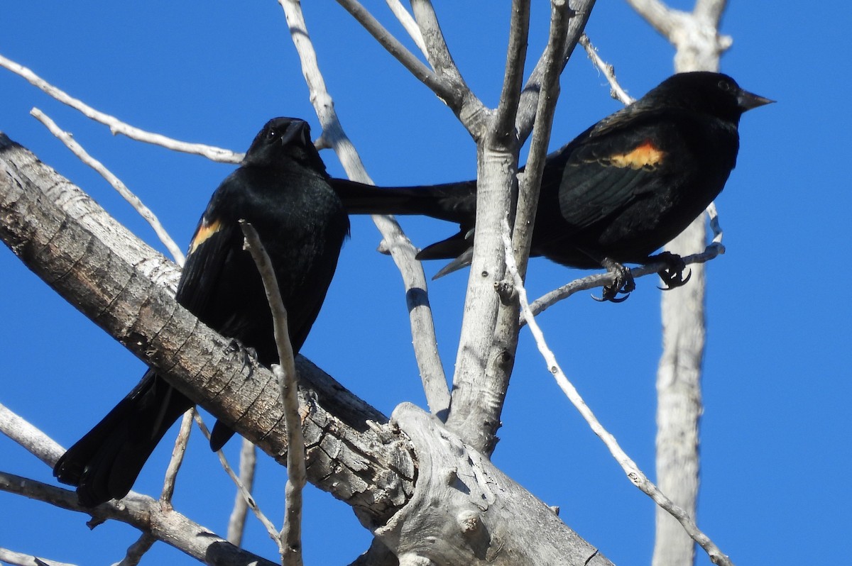 Al Kanatlı Karatavuk - ML646430252