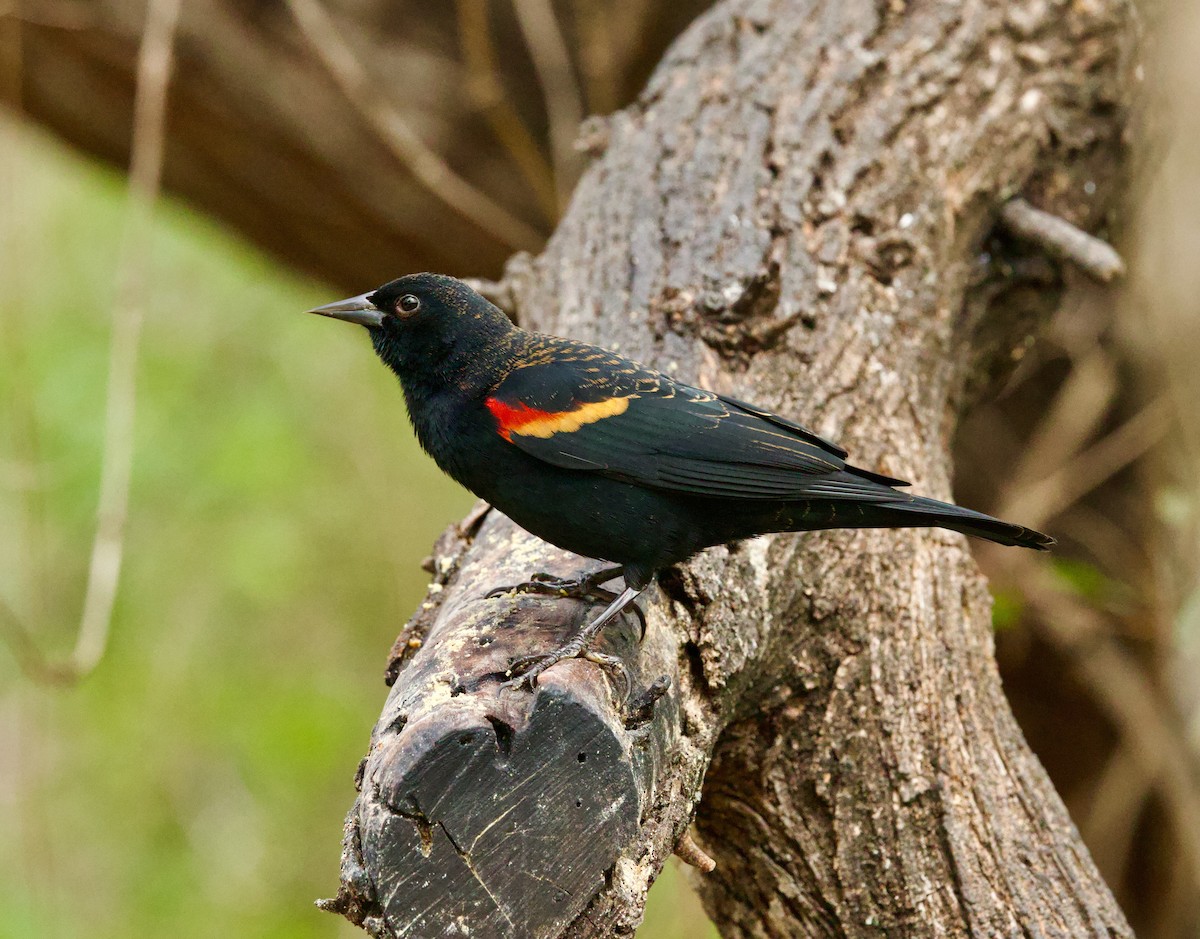 Red-winged Blackbird - ML646430255