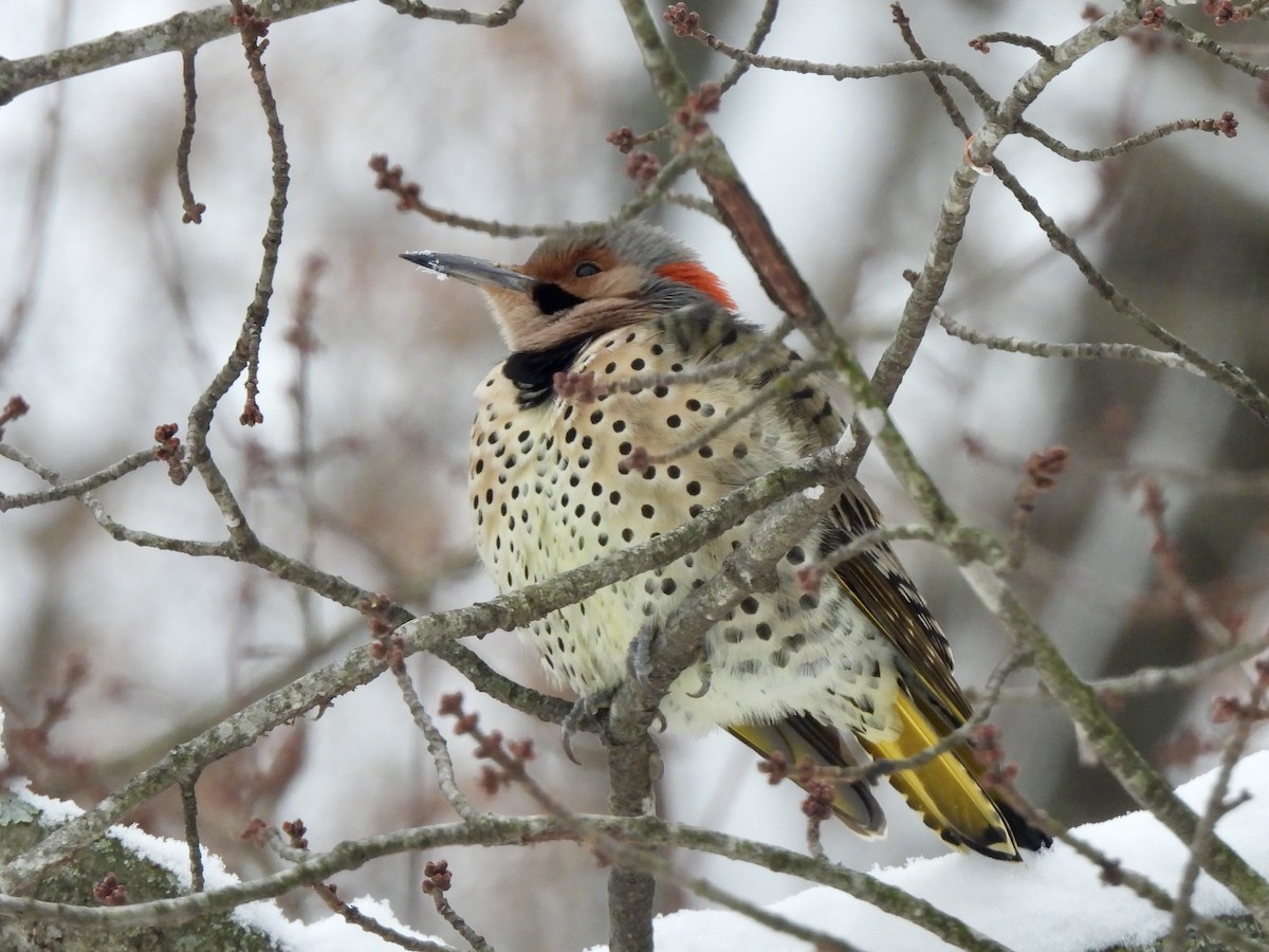 Northern Flicker (Yellow-shafted) - ML646430257