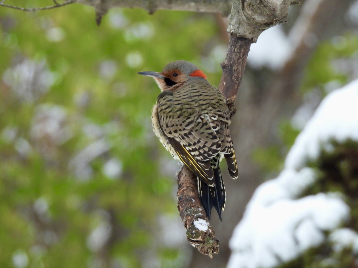 Northern Flicker (Yellow-shafted) - ML646430258