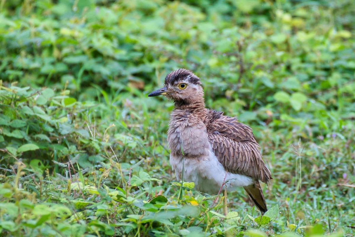 Double-striped Thick-knee - ML646430261