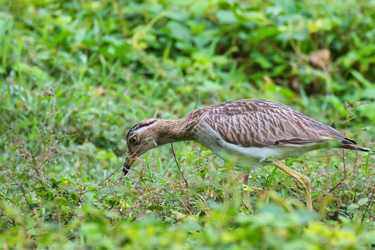 Double-striped Thick-knee - ML646430262