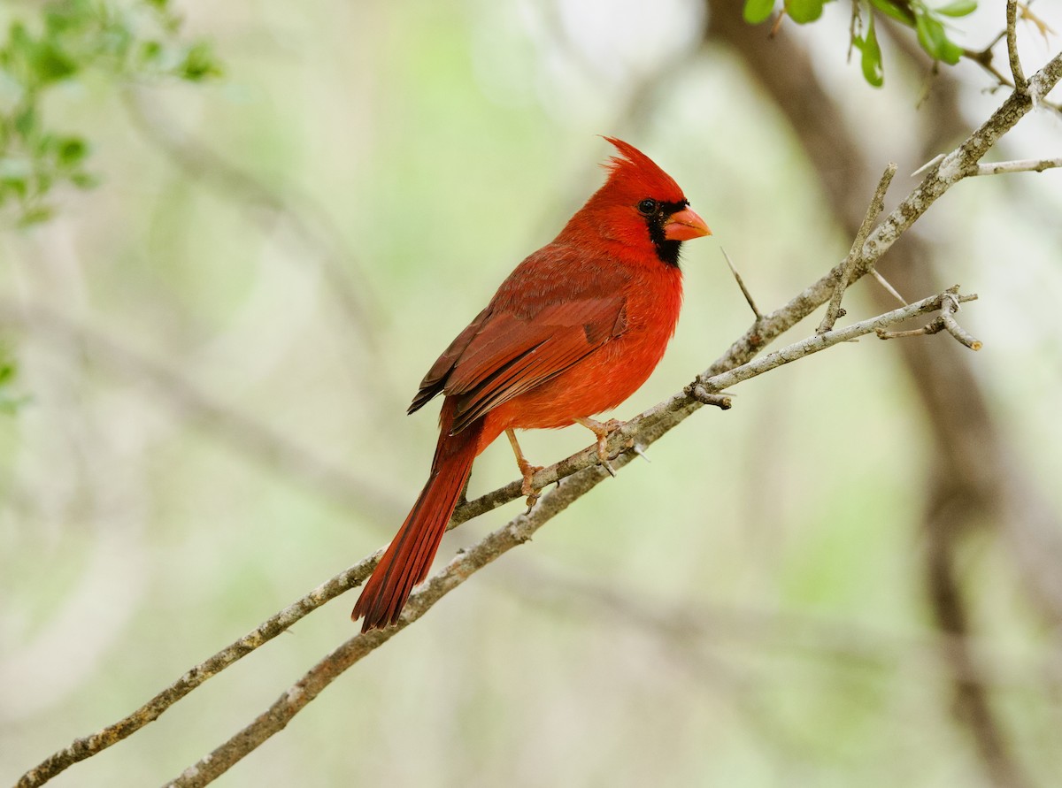 Northern Cardinal (Common) - ML646430263