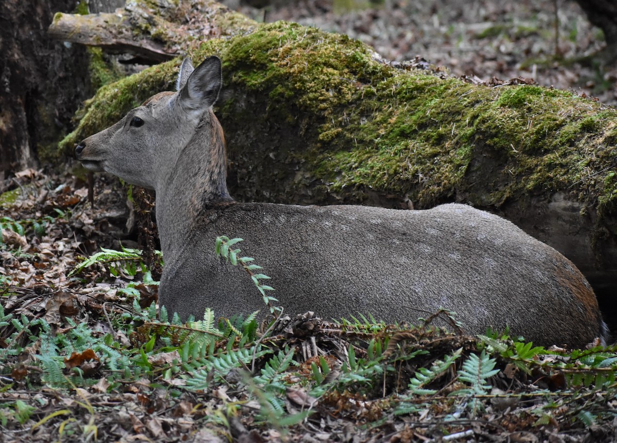 Hokkaido Sika Deer - ML646430266