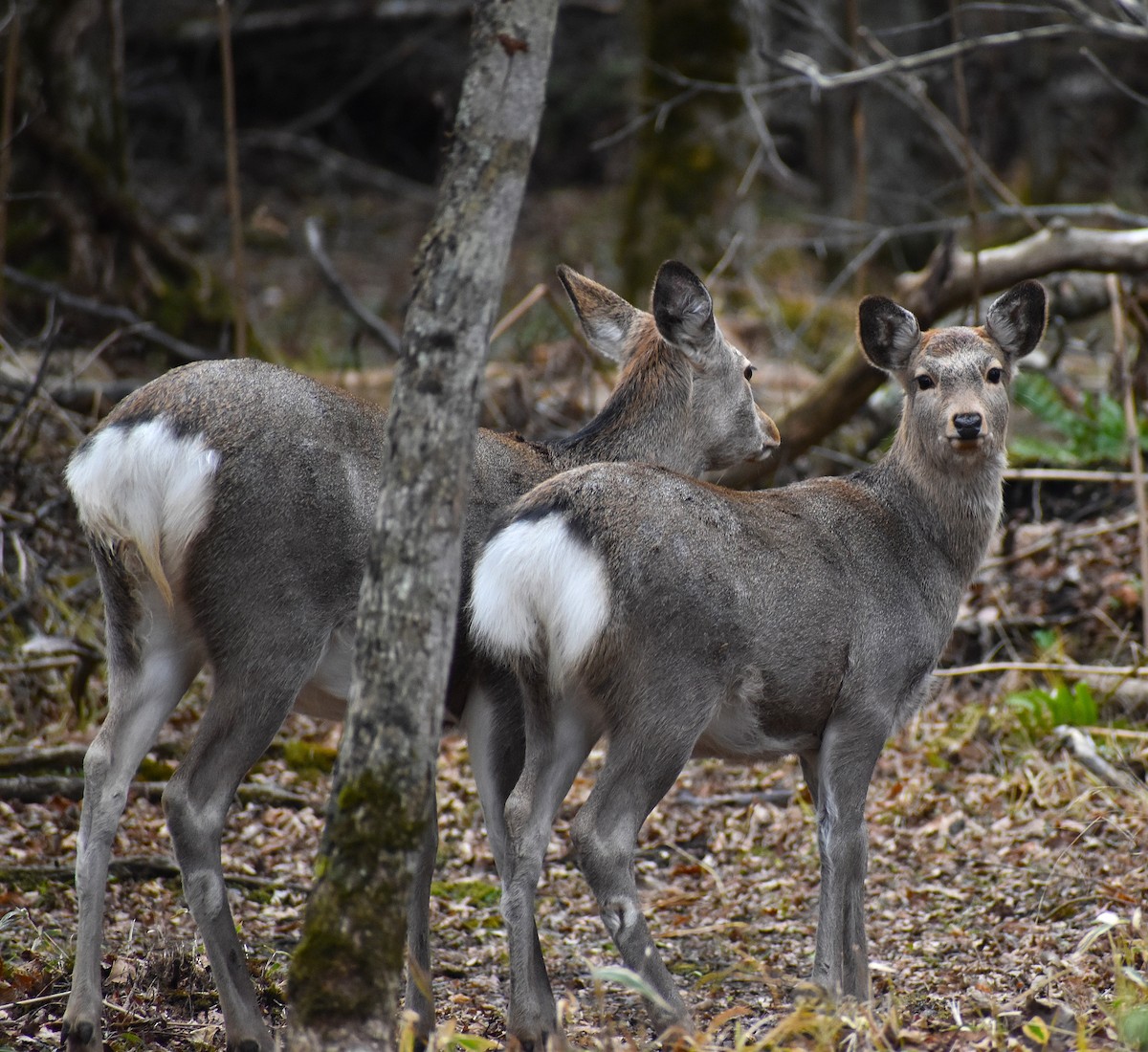 Hokkaido Sika Deer - ML646430267