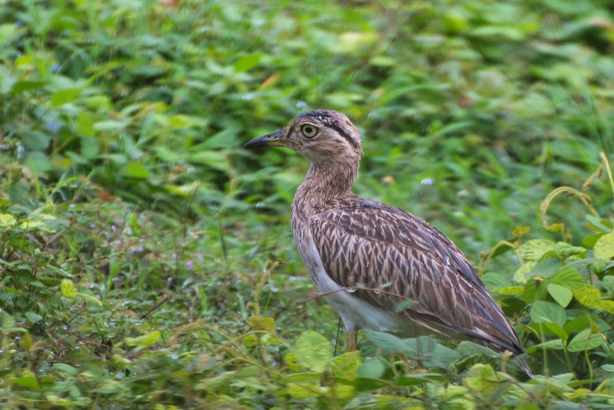 Double-striped Thick-knee - ML646430268