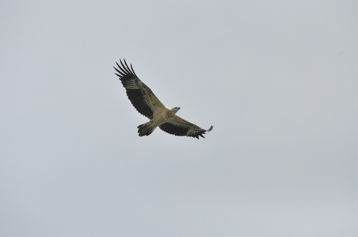 White-bellied Sea-Eagle - ML646430270