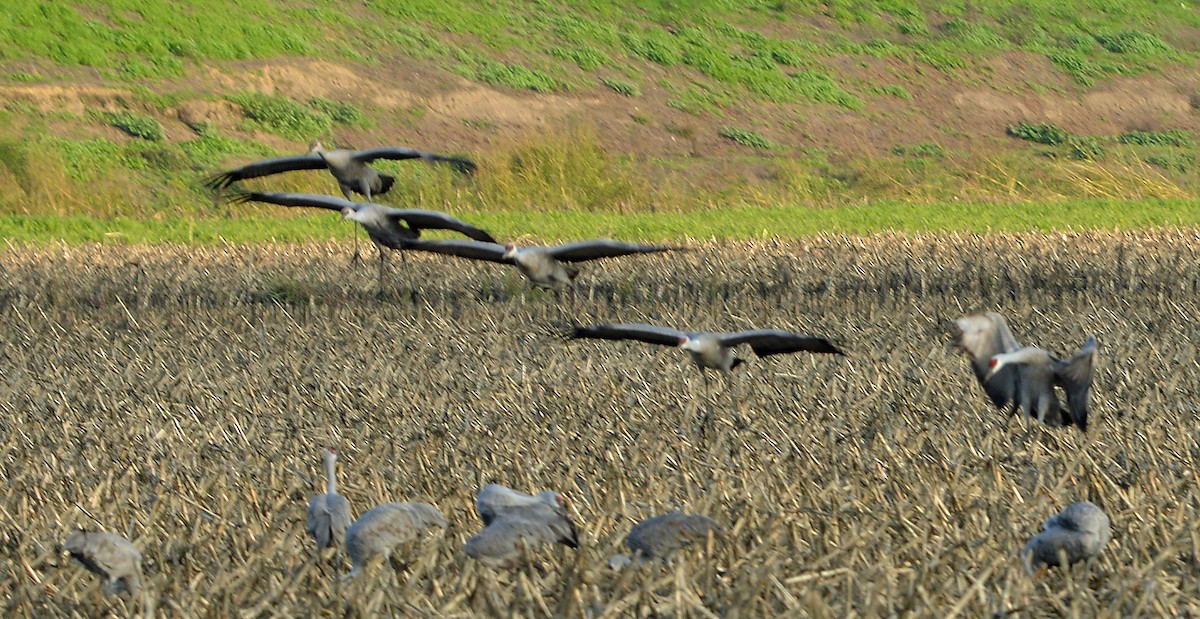 沙丘鶴 - ML646430271