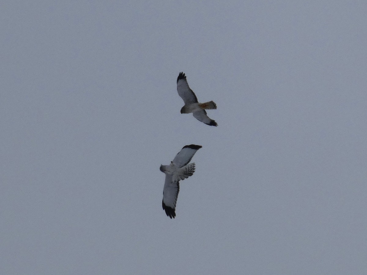 アメリカハイイロチュウヒ - ML646430274