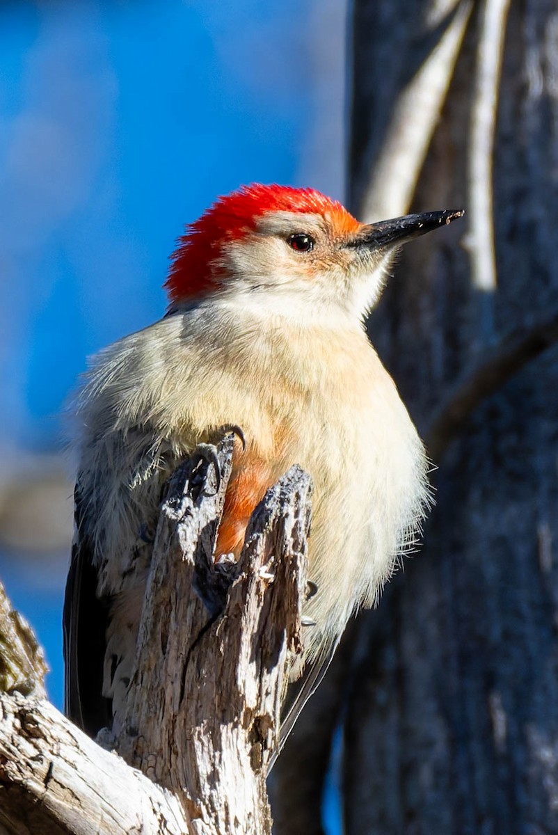 datel karolínský - ML646430278