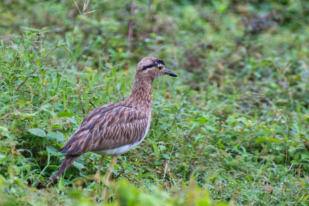 Double-striped Thick-knee - ML646430280