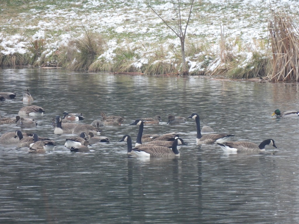 Американская свиязь - ML646430281