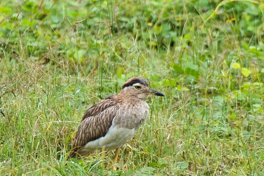 Double-striped Thick-knee - ML646430284