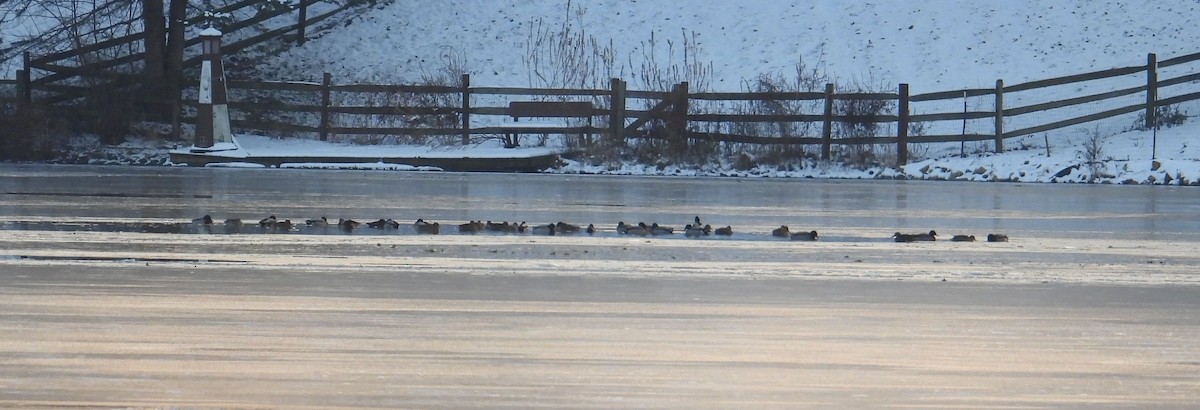 Mallard - ML646430292