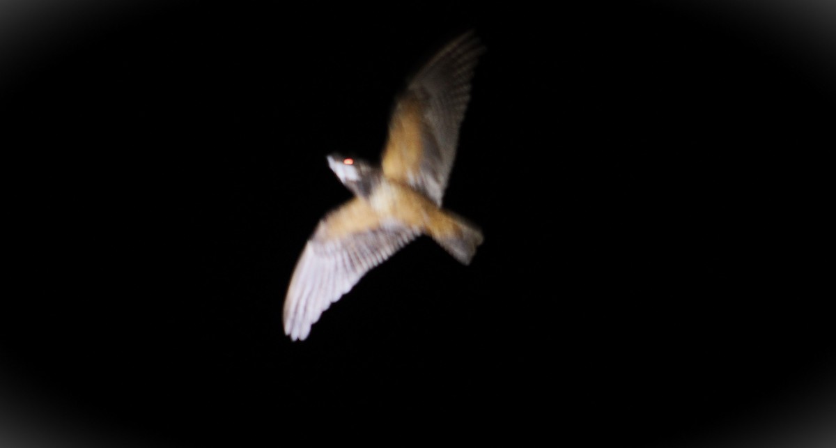 Short-tailed Nighthawk - ML646430295