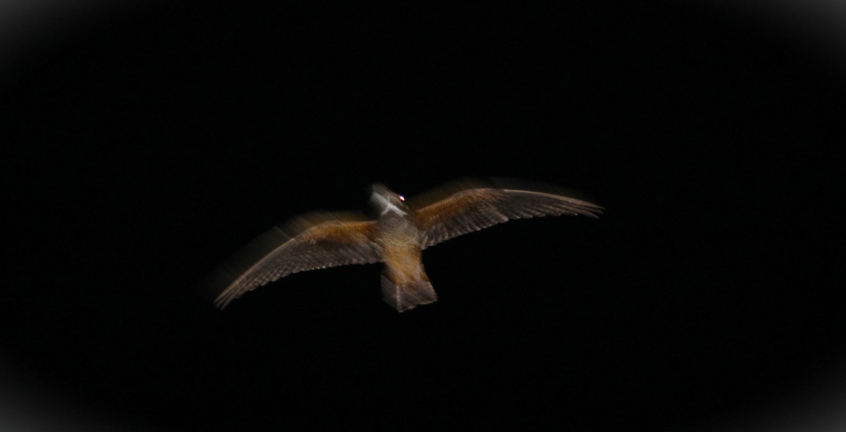 Short-tailed Nighthawk - ML646430296