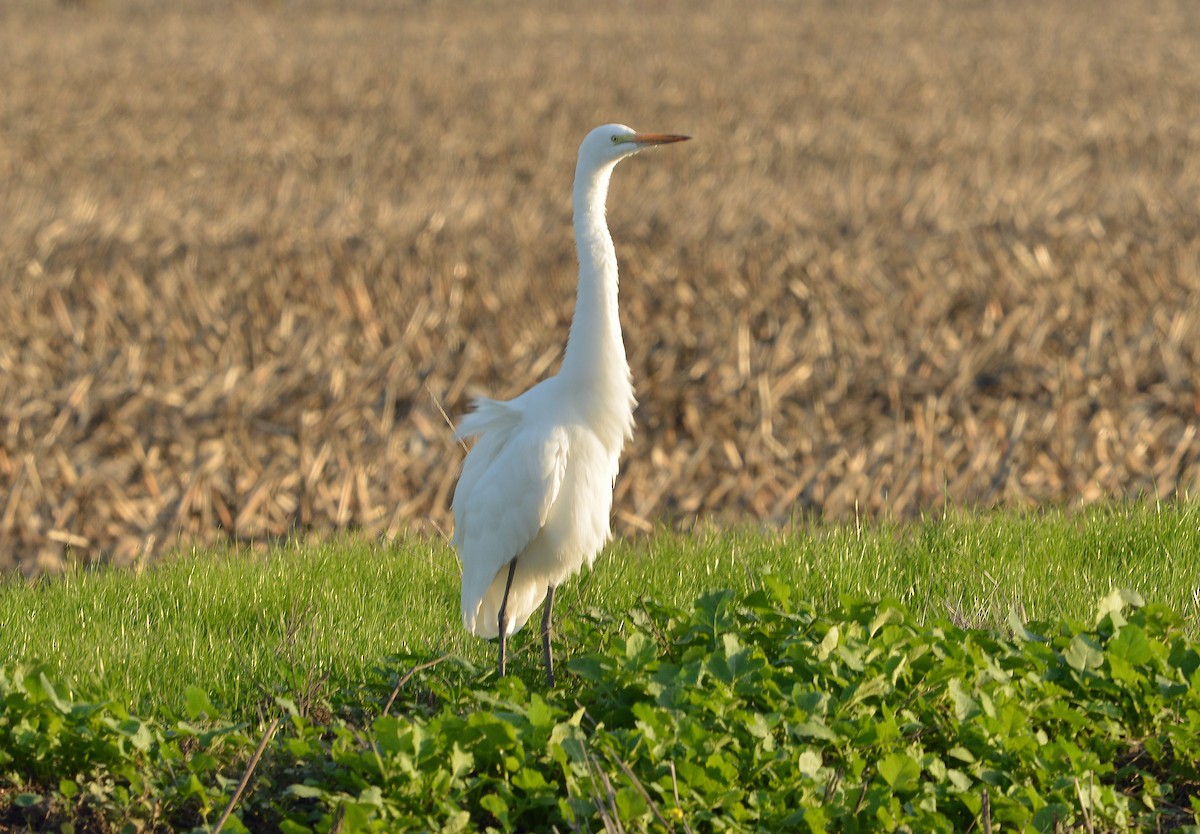 大白鷺 - ML646430299