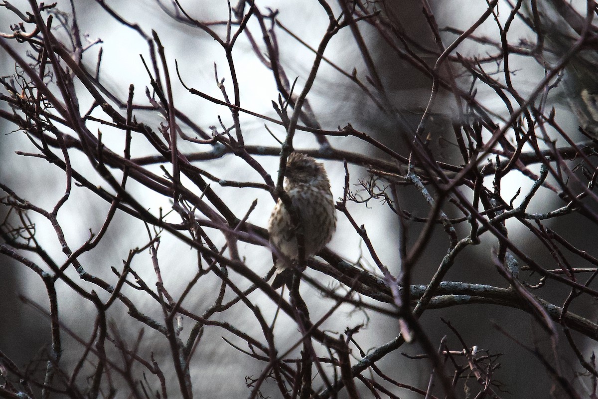 Purpurgimpel - ML646430301