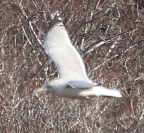 American Herring Gull - ML646430307