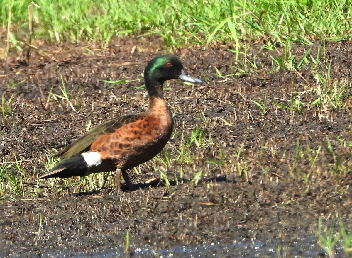 Kızıl Çamurcun - ML646430308